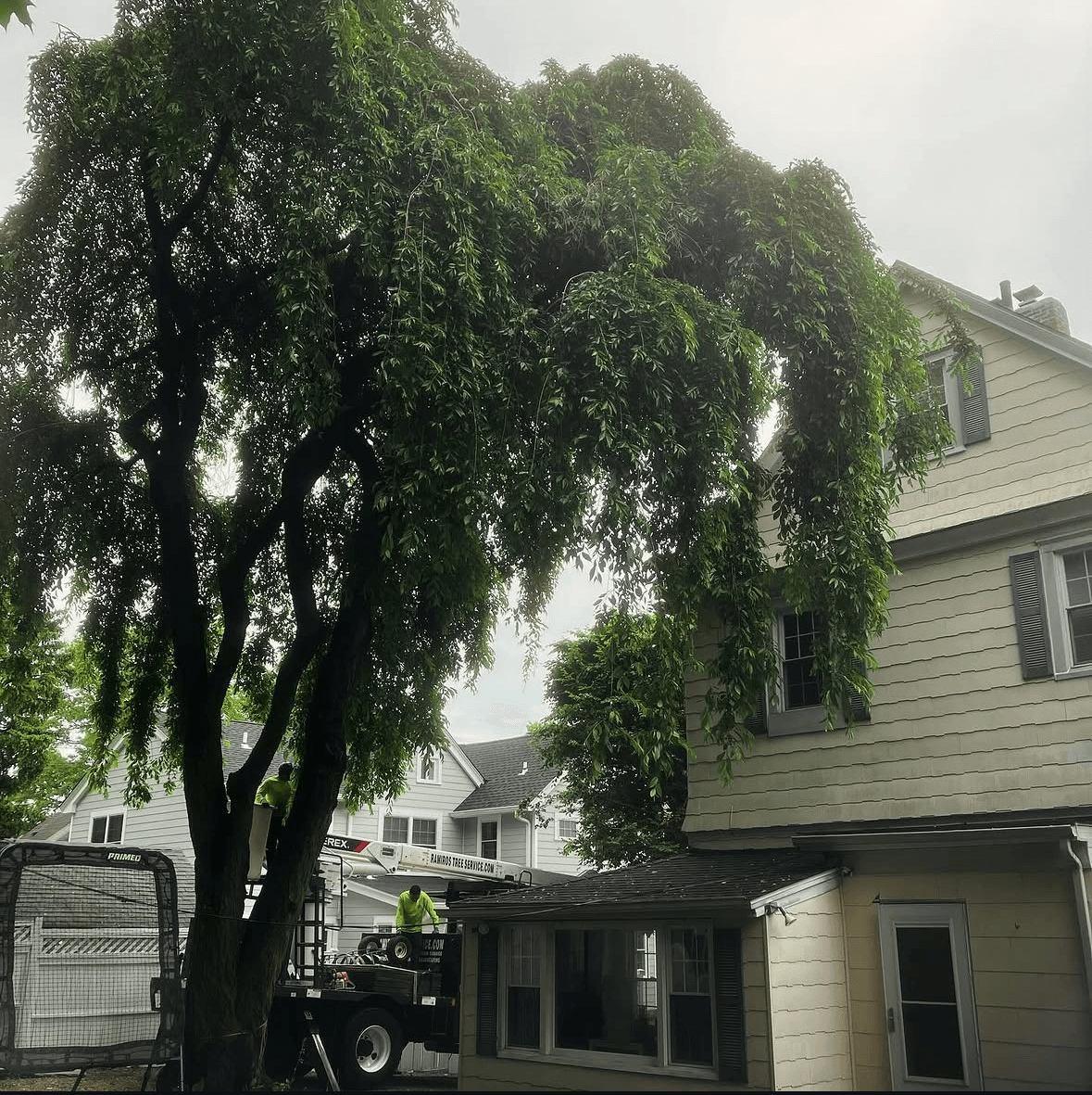 Overgrown willow blocking the front of the colonial before exterior work began